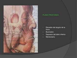 PLANO PROFUNDO.
1. Elevador del ángulo de la
boca.
2. Bucinador.
3. Depresor del labio inferior.
4. Mentoniano.
1
2
3
4
 