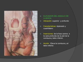  ELEVADOR DEL ANGULO DE
LA BOCA.
 Ubicación: superior y profundo
 Características: Aplanado y
cuadrilátero
 Inserciones: de la fosa canina a
la cara profunda de la piel de la
comisura y labio inferior.
 Acción: Eleva la comisura y el
labio inferior.
 