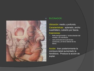  BUCINADOR.
 Ubicación: medio y profundo.
 Características: aplanado, ancho
cuadrilátero, cubierto por fascia.
 Inserciones:
 Rafe pterigomaxilar y borde alveolar del
maxilar y la mandibula.
 cara profunda de la piel de las
comisuras y el tercio lateral de los
labios.
 Acción: tiran posteriormente la
comisura labial aumentado la
hendidura. Produce la acción de
soplar.
 