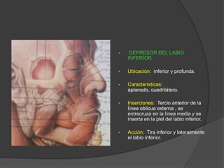  DEPRESOR DEL LABIO
INFERIOR.
 Ubicación: inferior y profunda.
 Características:
aplanado, cuadrilátero.
 Inserciones: Tercio anterior de la
línea oblicua externa , se
entrecruza en la línea media y se
inserta en la piel del labio inferior.
 Acción: Tira inferior y lateralmente
el labio inferior.
 