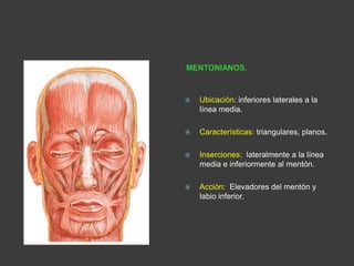 MENTONIANOS.
 Ubicación: inferiores laterales a la
línea media.
 Características: triangulares, planos.
 Inserciones: lateralmente a la línea
media e inferiormente al mentón.
 Acción: Elevadores del mentón y
labio inferior.
 