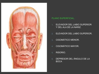 PLANO SUPERFICIAL.
1. ELEVADOR DEL LABIO SUPERIOR
Y DEL ALA DE LA NARIZ.
2. ELEVADOR DEL LABIO SUPERIOR.
3. CIGOMÁTICO MENOR.
4. CIGOMÁTICO MAYOR.
5. RISORIO.
6. DEPRESOR DEL ÁNGULO DE LA
BOCA
1
2
3
4
5
6
 