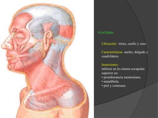 PLATISMA.
Ubicación: tórax, cuello y cara.
Características: ancho, delgado y
cuadrilátero.
Inserciones:
inferior en la cintura escapular.
superior en:
• protuberancia mentoniana.
• mandíbula.
• piel y comisura.
 