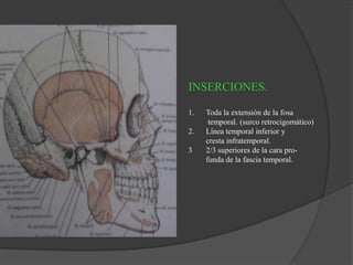 INSERCIONES.
1. Toda la extensión de la fosa
temporal. (surco retrocigomático)
2. Línea temporal inferior y
cresta infratemporal.
3 2/3 superiores de la cara pro-
funda de la fascia temporal.
 