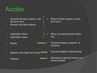 Acción.
1. Elevador del labio superior y del
ala de la nariz.
2. Elevador del labio superior
3. Cigomático menor.
4. Cigomático mayor.
5. Risorio.
6. Depresor del ángulo de la boca
7. Platisma.
 Elevan el labio superior y el ala
de la nariz.
 Eleva y tira lateralmente el labio
sup.
 Tracciona lateral y posterior la
comisura.
 Tracciona lateral e inferiormente.
 Desciende la piel del mentón y la
comisura labial.
 