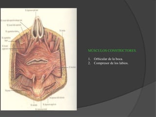 MÚSCULOS CONSTRICTORES.
1. Orbicular de la boca.
2. Compresor de los labios.
1
 