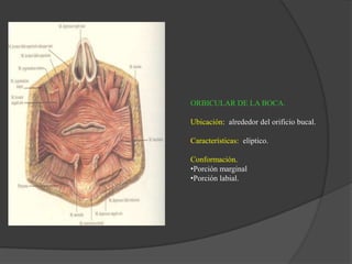 ORBICULAR DE LA BOCA.
Ubicación: alrededor del orificio bucal.
Características: elíptico.
Conformación.
•Porción marginal
•Porción labial.
 