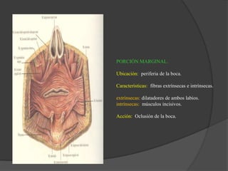PORCIÓN MARGINAL.
Ubicación: periferia de la boca.
Características: fibras extrínsecas e intrínsecas.
extrínsecas: dilatadores de ambos labios.
intrínsecas: músculos incisivos.
Acción: Oclusión de la boca.
 