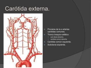 Carótida externa.
 Proviene de la s arterias
carótidas comunes.
 Tronco braquio-cefálico.
 sub-clavia derecha.
 carótida común.derecha.
 Carótida común izquierda.
 Subclavia izquierda.
 
