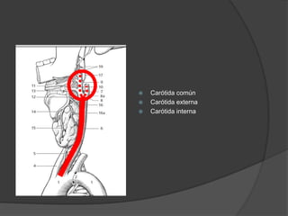  Carótida común
 Carótida externa
 Carótida interna
 