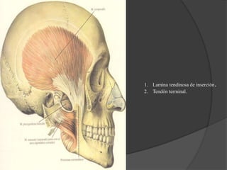 1. Lamina tendinosa de inserción.
2. Tendón terminal.
1
2
 