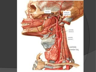 carótida
común Izq.
carótida
interna I.
carótida
externa I
temporal
superficial.
maxilar
 