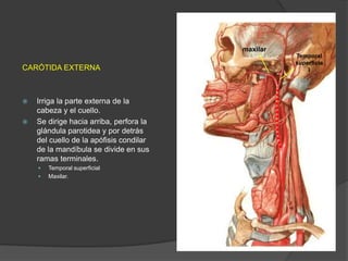 CARÓTIDA EXTERNA
 Irriga la parte externa de la
cabeza y el cuello.
 Se dirige hacia arriba, perfora la
glándula parotidea y por detrás
del cuello de la apófisis condilar
de la mandíbula se divide en sus
ramas terminales.
 Temporal superficial
 Maxilar.
Temporal
superficia
l
maxilar
 