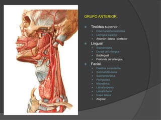 GRUPO ANTERIOR.
 Tiroidea superior
 Esternocleidomastoidea
 Laríngea superior
 Anterior –lateral -posterior
 Lingual
 Suprahioidea
 Dorsal de la lengua
 Sublingual
 Profunda de la lengua.
 Facial.
 Palatina ascendente
 Submandibulares
 Submentoniana
 Pterigoidea.
 Masetérica.
 Labial superior
 Labial inferior
 Nasal lateral
 Angular.
 
