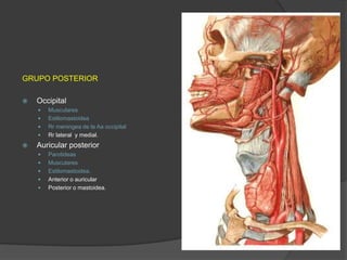 GRUPO POSTERIOR
 Occipital
 Musculares
 Estilomastoidea
 Rr meningea de la Aa occipital
 Rr lateral y medial.
 Auricular posterior
 Parotideas
 Musculares
 Estilomastoidea.
 Anterior o auricular
 Posterior o mastoidea.
 