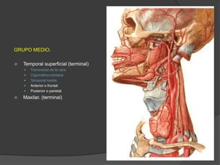 GRUPO MEDIO.
 Temporal superficial (terminal)
 Transversa de la cara
 Cigomático-orbitaria
 Temporal media.
 Anterior o frontal
 Posterior o parietal.
 Maxilar. (terminal)
 