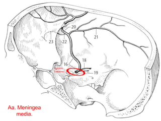 Aa. Meningea
media.
Agujero
Espinoso.
 