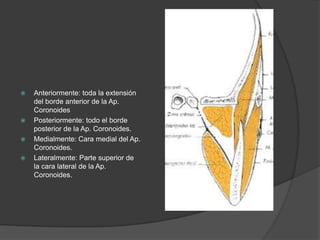  Anteriormente: toda la extensión
del borde anterior de la Ap.
Coronoides
 Posteriormente: todo el borde
posterior de la Ap. Coronoides.
 Medialmente: Cara medial del Ap.
Coronoides.
 Lateralmente: Parte superior de
la cara lateral de la Ap.
Coronoides.
 