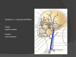 TRONCO Vv. YUGULAR INTERNA.
Origen:
Agujero yugular.
Finaliza
Vena subclavia.
 