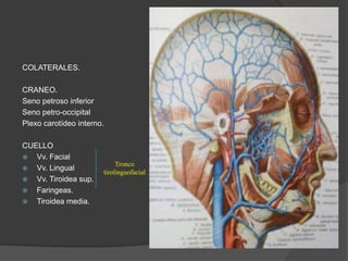 COLATERALES.
CRANEO.
Seno petroso inferior
Seno petro-occipital
Plexo carotídeo interno.
CUELLO
 Vv. Facial
 Vv. Lingual
 Vv. Tiroidea sup.
 Faringeas.
 Tiroidea media.
Tronco
tirolinguofacial
 