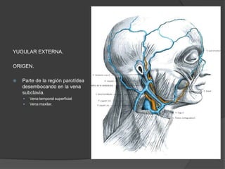 YUGULAR EXTERNA.
ORIGEN.
 Parte de la región parotídea
desembocando en la vena
subclavia.
 Vena temporal superficial
 Vena maxilar.
 
