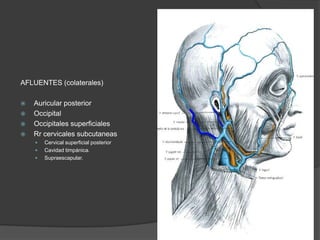 AFLUENTES (colaterales)
 Auricular posterior
 Occipital
 Occipitales superficiales
 Rr cervicales subcutaneas
 Cervical superficial posterior
 Cavidad timpánica.
 Supraescapular.
 