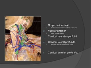 1. Grupo pericervical
 Forma de collar entre la cabeza y el cuello.
2. Yugular anterior.
 Vena yugular anterior.
3. Cervical lateral superficial.
4. Cervical lateral profundo.
 Paquete vásculo-nervioso del cuello.
5. Cervical anterior profundo.
 