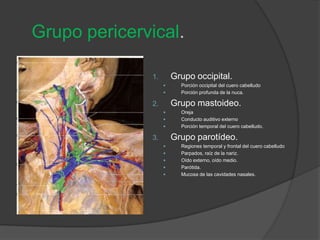 Grupo pericervical.
1. Grupo occipital.
 Porción occipital del cuero cabelludo
 Porción profunda de la nuca.
2. Grupo mastoideo.
 Oreja
 Conducto auditivo externo
 Porción temporal del cuero cabelludo.
3. Grupo parotídeo.
 Regiones temporal y frontal del cuero cabelludo
 Parpados, raíz de la nariz.
 Oído externo, oído medio.
 Parótida.
 Mucosa de las cavidades nasales.
 