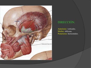 Anterior.
medio
Post.
DIRECCIÓN.
Anteriores: verticales.
Medias: oblicuas.
Posteriores: horizontales.
 