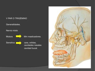 V PAR O TRIGÉMINO
Generalidades.
Nervio mixto
Motora Mm masticadores.
Sensitiva cara, orbitas,
cavidades nasales
cavidad bucal.
 