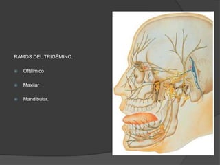 RAMOS DEL TRIGÉMINO.
 Oftálmico
 Maxilar
 Mandibular.
 