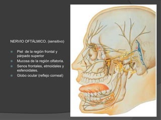 NERVIO OFTÁLMICO. (sensitivo)
 Piel de la región frontal y
párpado superior
 Mucosa de la región olfatoria.
 Senos frontales, etmoidales y
esfenoidales.
 Globo ocular (reflejo corneal)
 