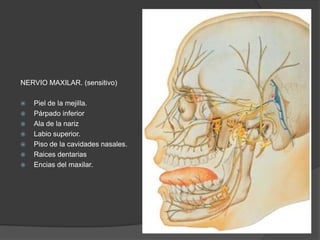 NERVIO MAXILAR. (sensitivo)
 Piel de la mejilla.
 Párpado inferior
 Ala de la nariz
 Labio superior.
 Piso de la cavidades nasales.
 Raices dentarias
 Encias del maxilar.
 