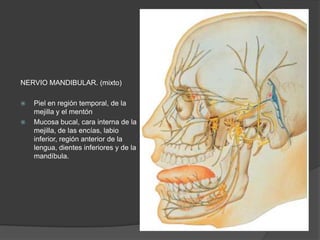 NERVIO MANDIBULAR. (mixto)
 Piel en región temporal, de la
mejilla y el mentón
 Mucosa bucal, cara interna de la
mejilla, de las encías, labio
inferior, región anterior de la
lengua, dientes inferiores y de la
mandíbula.
 