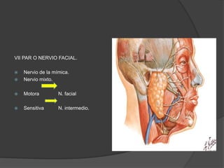 VII PAR O NERVIO FACIAL.
 Nervio de la mímica.
 Nervio mixto.
 Motora N. facial
 Sensitiva N. intermedio.
 