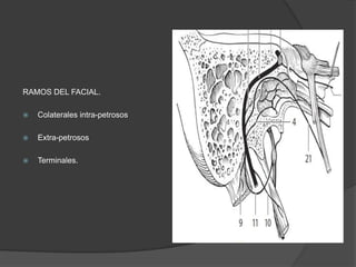 RAMOS DEL FACIAL.
 Colaterales intra-petrosos
 Extra-petrosos
 Terminales.
 