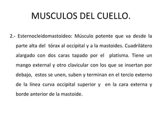 MUSCULOS DEL CUELLO.
2.- Esternocleidomastoideo: Músculo potente que va desde la
parte alta del tórax al occipital y a la mastoides. Cuadrilátero
alargado con dos caras tapado por el platisma. Tiene un
mango external y otro clavicular con los que se insertan por
debajo, estos se unen, suben y terminan en el tercio externo
de la línea curva occipital superior y en la cara externa y
borde anterior de la mastoide.
 