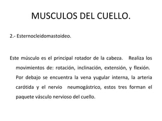 MUSCULOS DEL CUELLO.
2.- Esternocleidomastoideo.
Este músculo es el principal rotador de la cabeza. Realiza los
movimientos de: rotación, inclinación, extensión, y flexión.
Por debajo se encuentra la vena yugular interna, la arteria
carótida y el nervio neumogástrico, estos tres forman el
paquete vásculo nervioso del cuello.
 