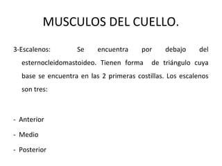 MUSCULOS DEL CUELLO.
3-Escalenos: Se encuentra por debajo del
esternocleidomastoideo. Tienen forma de triángulo cuya
base se encuentra en las 2 primeras costillas. Los escalenos
son tres:
- Anterior
- Medio
- Posterior
 