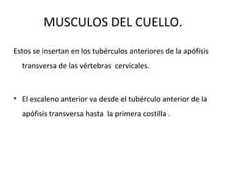 MUSCULOS DEL CUELLO.
Estos se insertan en los tubérculos anteriores de la apófisis
transversa de las vértebras cervicales.
• El escaleno anterior va desde el tubérculo anterior de la
apófisis transversa hasta la primera costilla .
 