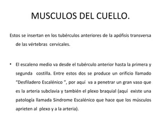 MUSCULOS DEL CUELLO.
Estos se insertan en los tubérculos anteriores de la apófisis transversa
de las vértebras cervicales.
• El escaleno medio va desde el tubérculo anterior hasta la primera y
segunda costilla. Entre estos dos se produce un orificio llamado
“Desfiladero Escalénico ”, por aquí va a penetrar un gran vaso que
es la arteria subclavia y también el plexo braquial (aquí existe una
patología llamada Sindrome Escalénico que hace que los músculos
aprieten al plexo y a la arteria).
 