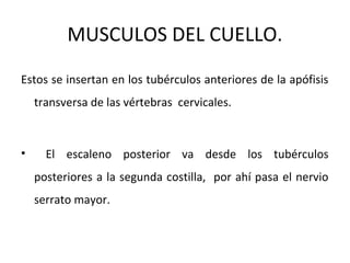 MUSCULOS DEL CUELLO.
Estos se insertan en los tubérculos anteriores de la apófisis
transversa de las vértebras cervicales.
• El escaleno posterior va desde los tubérculos
posteriores a la segunda costilla, por ahí pasa el nervio
serrato mayor.
 