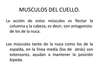 MUSCULOS DEL CUELLO.
La acción de estos músculos es flectar la
columna y la cabeza, es decir, son antagonista
de los de la nuca.
Los músculos tanto de la nuca como los de la
espalda, en la línea media (los de atrás) son
extensores, ayudan a mantener la posición
bípeda.
 