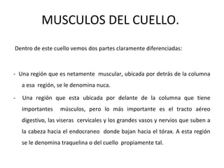 MUSCULOS DEL CUELLO.
Dentro de este cuello vemos dos partes claramente diferenciadas:
- Una región que es netamente muscular, ubicada por detrás de la columna
a esa región, se le denomina nuca.
- Una región que esta ubicada por delante de la columna que tiene
importantes músculos, pero lo más importante es el tracto aéreo
digestivo, las viseras cervicales y los grandes vasos y nervios que suben a
la cabeza hacia el endocraneo donde bajan hacia el tórax. A esta región
se le denomina traquelina o del cuello propiamente tal.
 