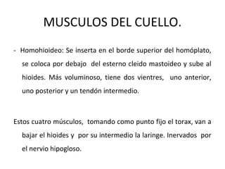MUSCULOS DEL CUELLO.
- Homohioideo: Se inserta en el borde superior del homóplato,
se coloca por debajo del esterno cleido mastoideo y sube al
hioides. Más voluminoso, tiene dos vientres, uno anterior,
uno posterior y un tendón intermedio.
Estos cuatro músculos, tomando como punto fijo el torax, van a
bajar el hioides y por su intermedio la laringe. Inervados por
el nervio hipogloso.
 