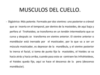 MUSCULOS DEL CUELLO.
- Digástrico: Más potente. Formado por dos vientres: uno posterior o cráneal
que se inserta en el temporal, por dentro de la mastoides, de aquí baja y
perfora al Tirohioideo, se transforma en un tendón intermediario que se
curva y después se transforma en vientre anterior. El vientre anterior o
mandibular está inervado por el masticador, por lo que va a ser un
músculo masticador, es depresor de la mandíbula, y el vientre posterior
lo inerva el facial, si tomo de punto fijo la mastoides, el hioides se va
hacia atrás y hacia arriba, cuando pasa esto se contraen los Infrahioideos,
el hioides queda fijo, aquí se hace el descenso de la pera (descenso
mandibular).
 