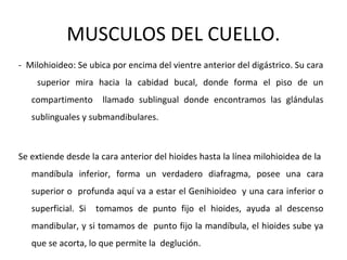 MUSCULOS DEL CUELLO.
- Milohioideo: Se ubica por encima del vientre anterior del digástrico. Su cara
superior mira hacia la cabidad bucal, donde forma el piso de un
compartimento llamado sublingual donde encontramos las glándulas
sublinguales y submandibulares.
Se extiende desde la cara anterior del hioides hasta la línea milohioidea de la
mandíbula inferior, forma un verdadero diafragma, posee una cara
superior o profunda aquí va a estar el Genihioideo y una cara inferior o
superficial. Si tomamos de punto fijo el hioides, ayuda al descenso
mandibular, y si tomamos de punto fijo la mandíbula, el hioides sube ya
que se acorta, lo que permite la deglución.
 