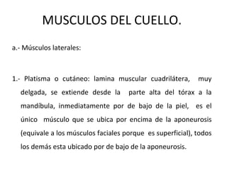 MUSCULOS DEL CUELLO.
a.- Músculos laterales:
1.- Platisma o cutáneo: lamina muscular cuadrilátera, muy
delgada, se extiende desde la parte alta del tórax a la
mandíbula, inmediatamente por de bajo de la piel, es el
único músculo que se ubica por encima de la aponeurosis
(equivale a los músculos faciales porque es superficial), todos
los demás esta ubicado por de bajo de la aponeurosis.
 