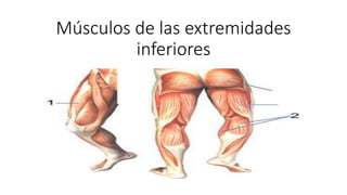 Músculos de las extremidades
inferiores
 