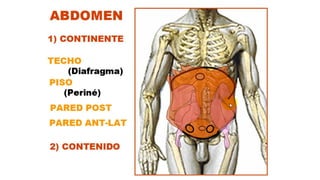 Anatomía Humana II: Músculos y Estructuras del Abdomen | PDF
